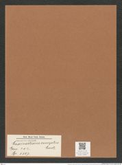Coscinodiscus comptus Castr. (de-Toni-Nr.: Genus 202, Species 5107) Zeichnungen Sammlung Grunow Mappe 04887 (Herbarium_W_Grunow_drawings_Folder_04887)